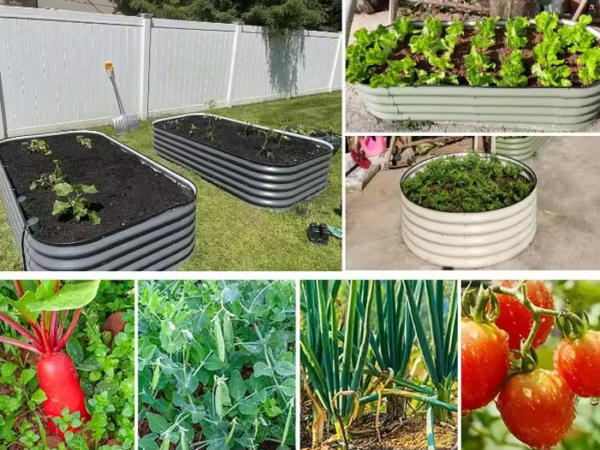 Metallist peenrakast GroVegz