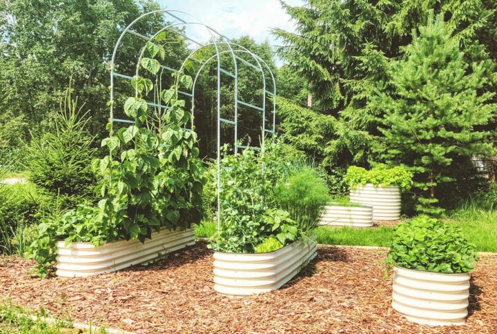 Metallist peenrakast GroVegz