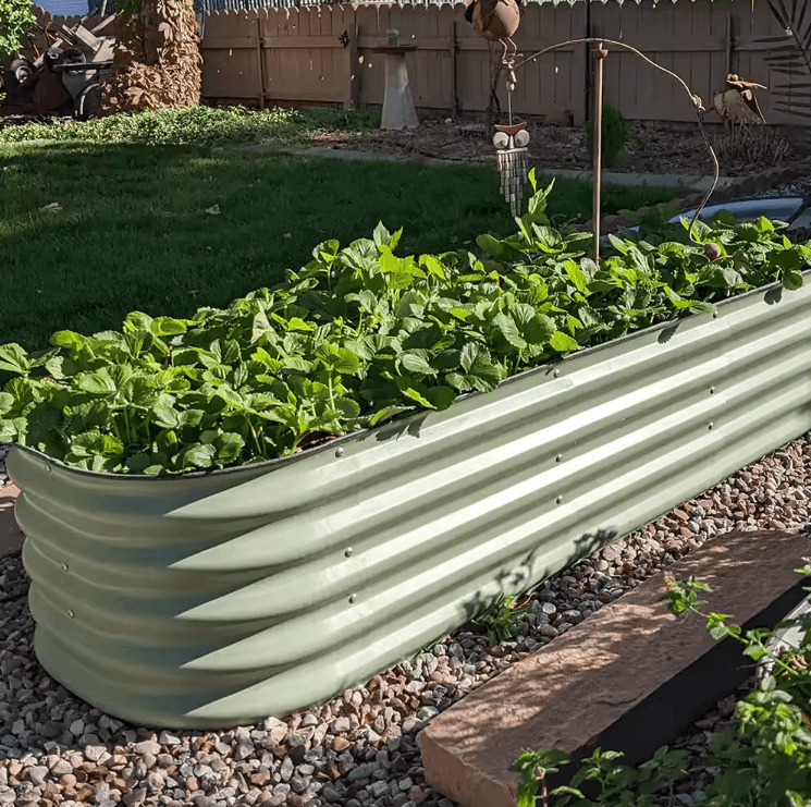 Peenrakastid suurus M