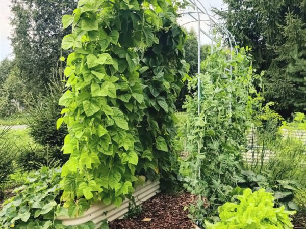 Metallist peenrakast GroVegz suurus M valge ja taimekaar (trellis)