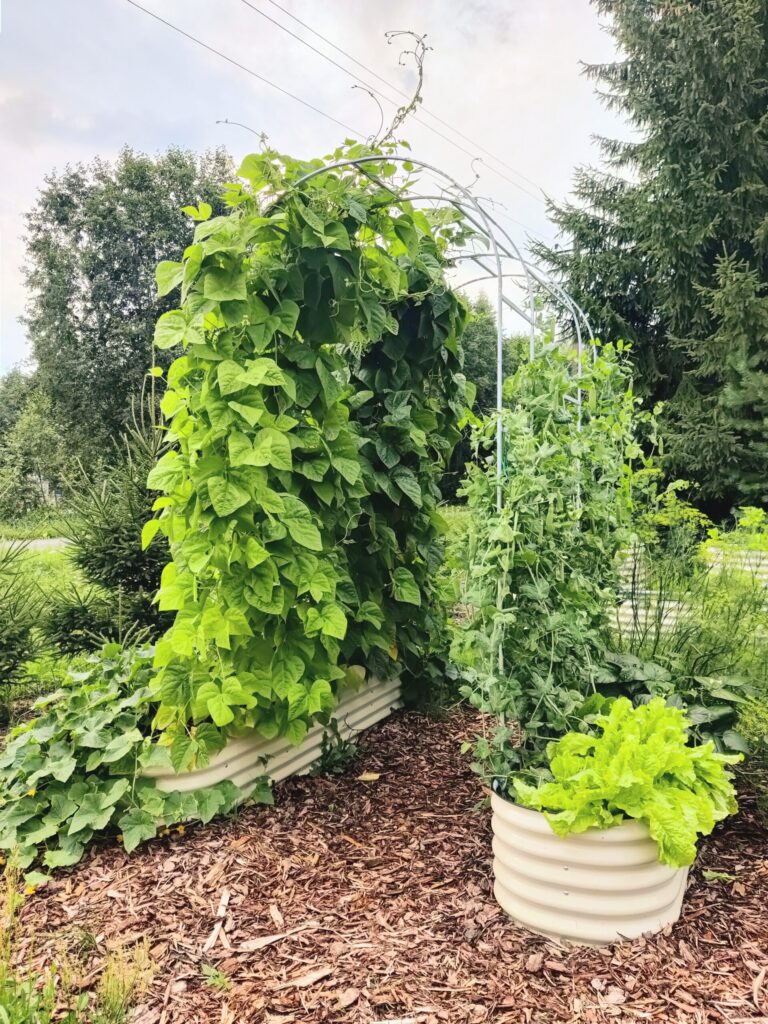Metallist peenrakast GroVegz suurus M valge ja taimekaar (trellis)