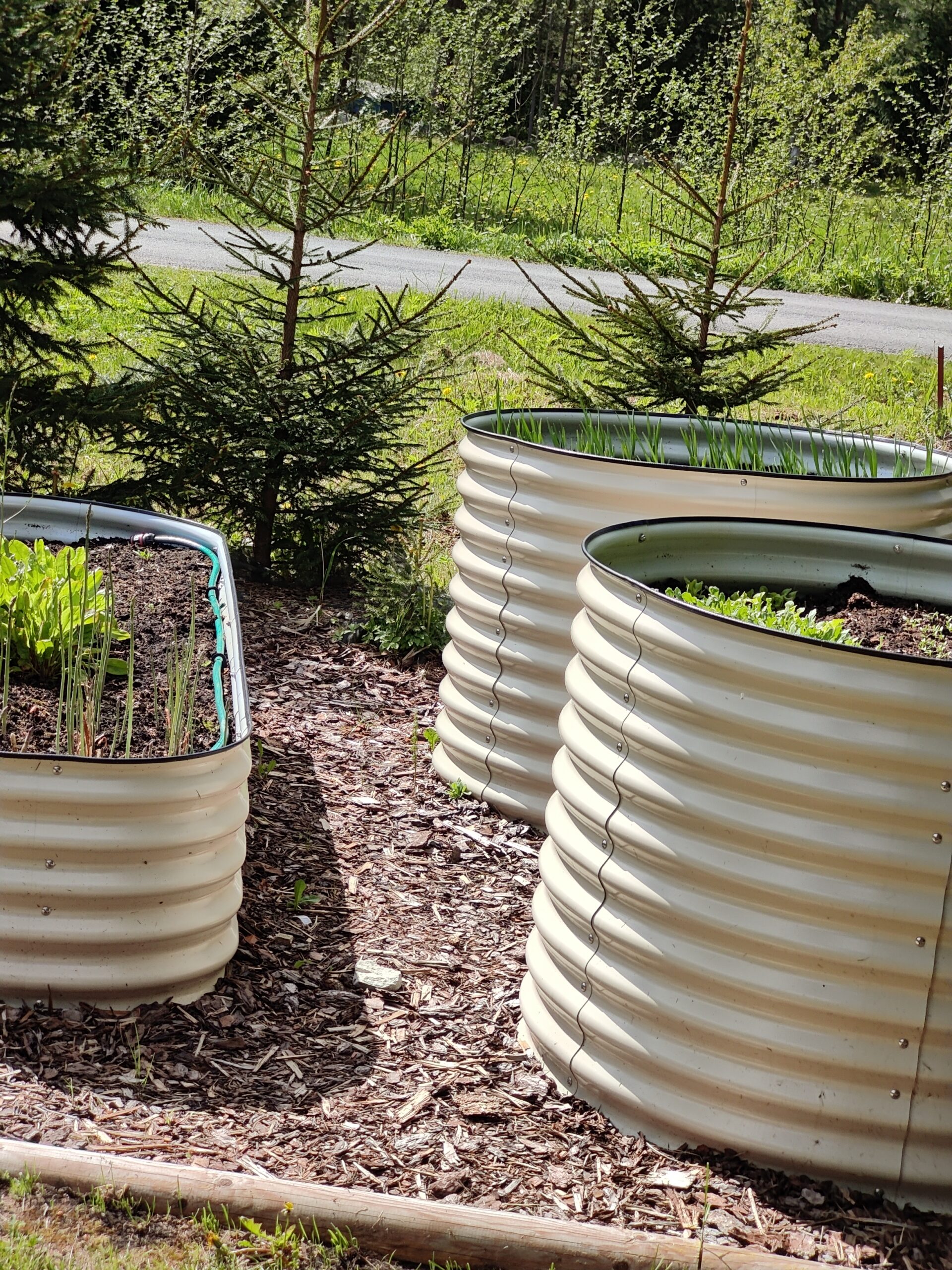 Metallist peenrakastid GroVegz