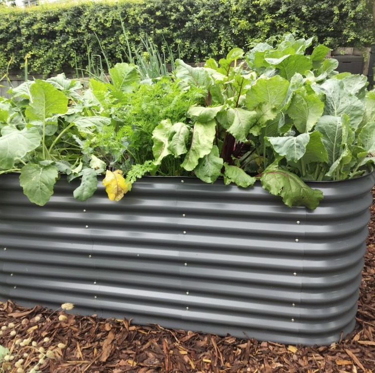 Tumehallid peenrakastid