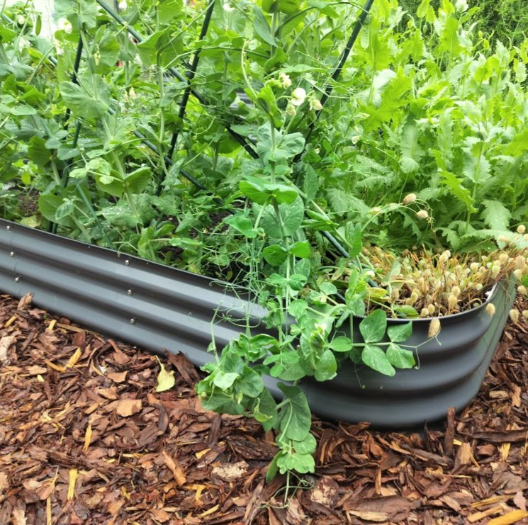 Peenrakastid suurus S