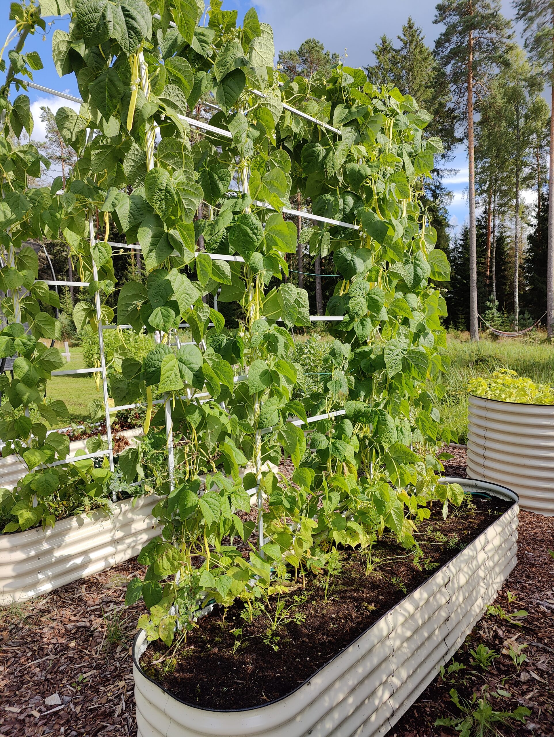 Peenrakasti taimekaar metallist