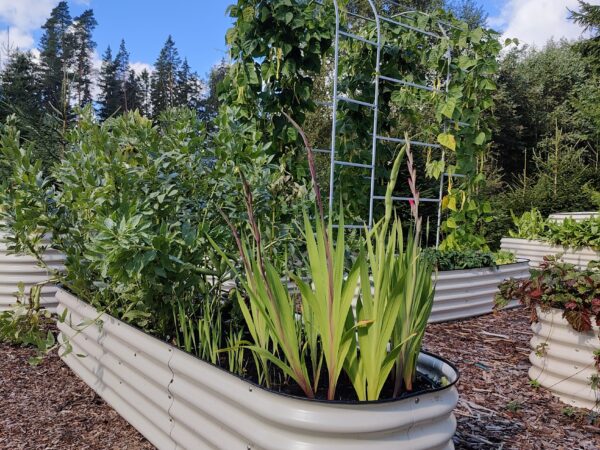 Valge metallist (tsingitud terasest) peenrakast 3in1 disainiga.