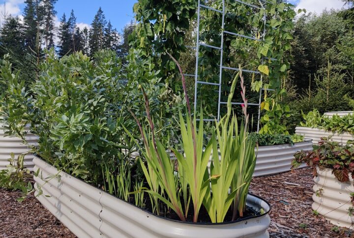 Valge metallist (tsingitud terasest) peenrakast 3in1 disainiga.