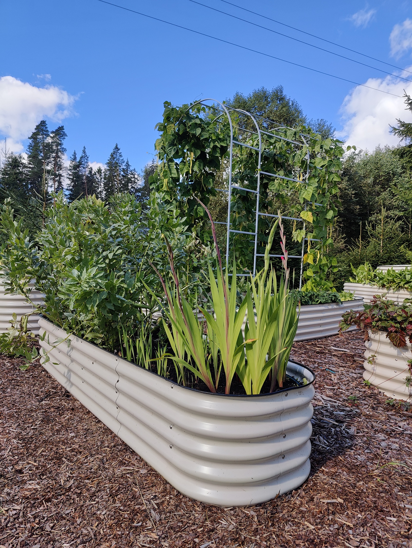 Metallist peenrakast GroVegz