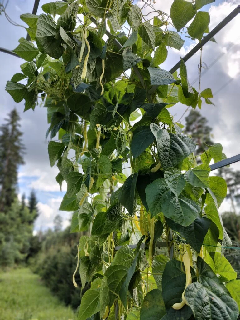Kollaste kaunadega aedoad kasvamas metallist taime tugikaarel