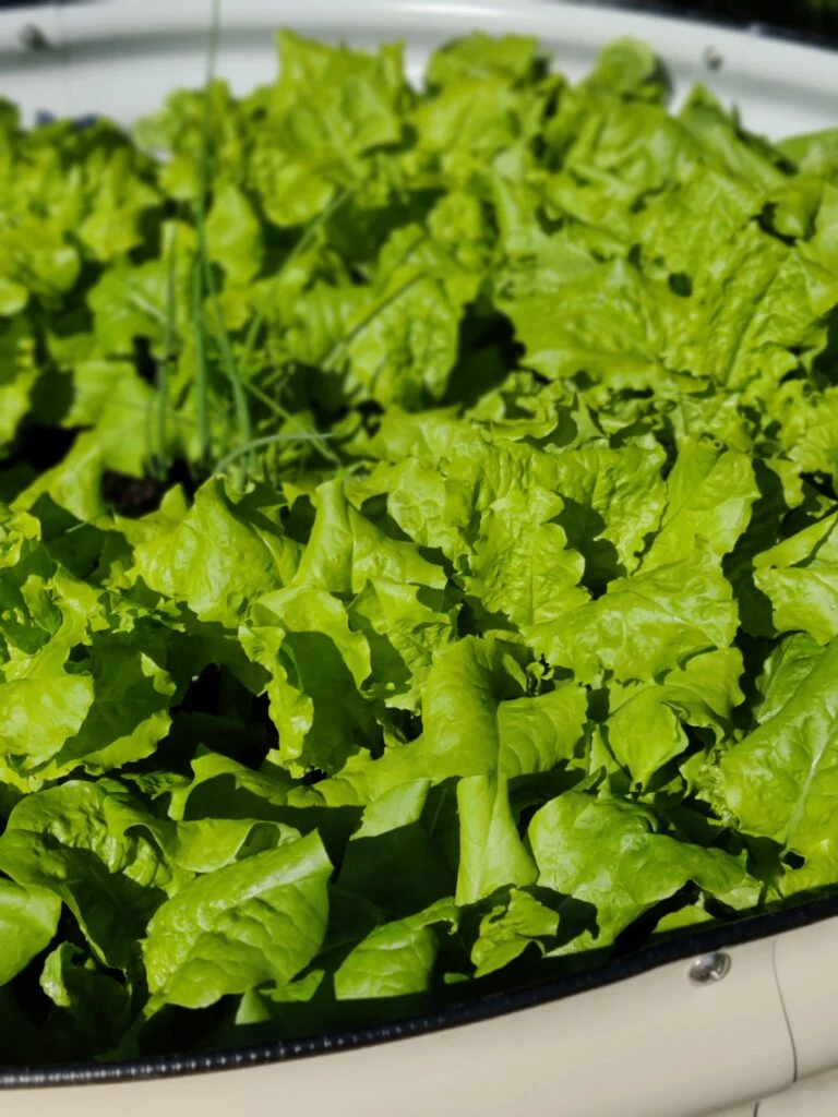 Värske roheline salat GroVegz metallist peenrakastis