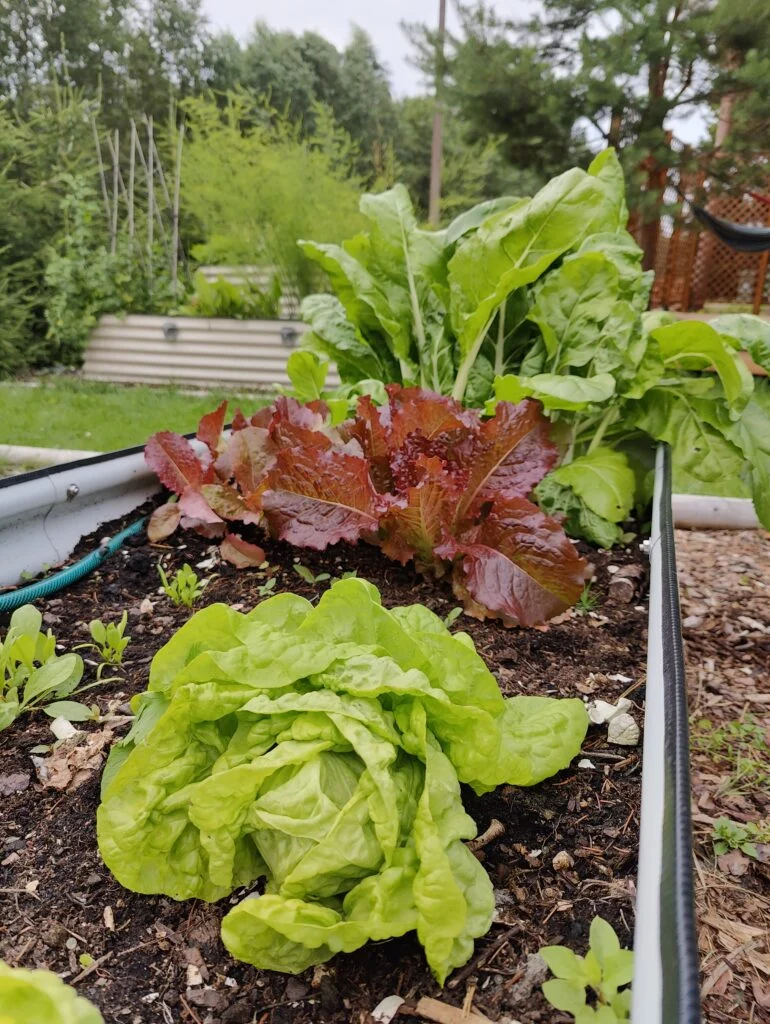 Salat ja lehtpeet kasvamas GroVegz metallist peenrakastis