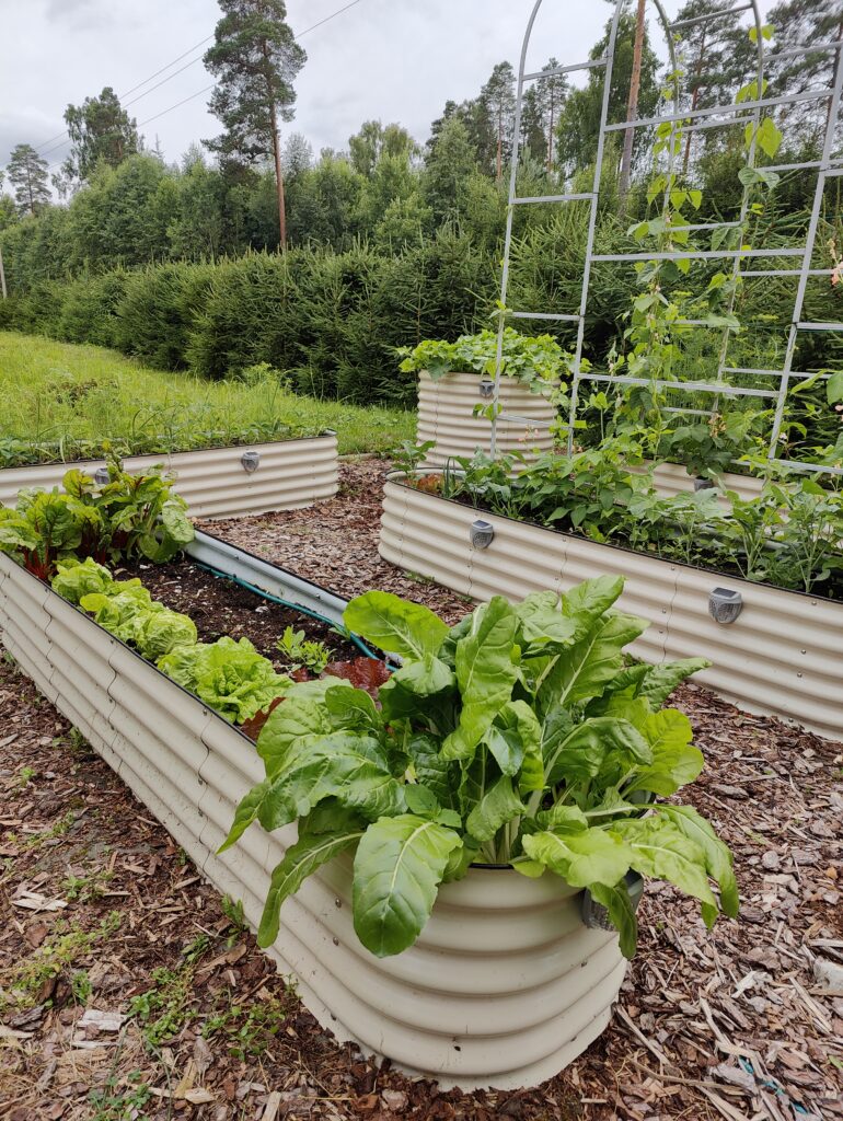 White raised garden beds with vegetables in a garden