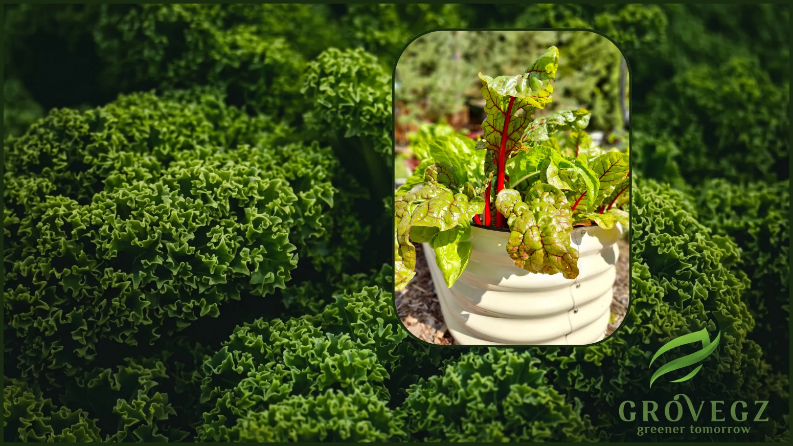 Image Slider
